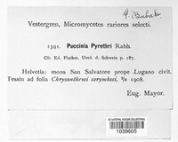 Puccinia tanaceti image